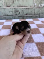 Hope, a female Yorkshire Terrier for sale in Conroe, TX – Photo 5 of 6