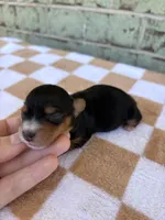 Hope, a female Yorkshire Terrier for sale in Conroe, TX – Photo 4 of 6