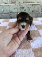 APRI Hope, a female Yorkshire Terrier for sale in Conroe, TX – Photo 3 of 4