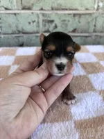 APRI Hope, a female Yorkshire Terrier for sale in Conroe, TX – Photo 4 of 4