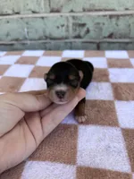 Hope, a female Yorkshire Terrier for sale in Conroe, TX – Photo 3 of 6