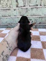 Hope, a female Yorkshire Terrier for sale in Conroe, TX – Photo 6 of 6