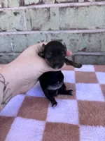 Hazel, a female Yorkshire Terrier for sale in Conroe, TX – Photo 6 of 7