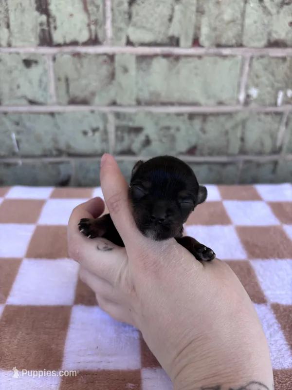 Hazel – Yorkshire Terrier puppy for sale in Conroe, TX