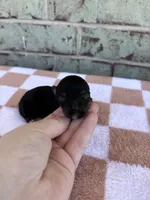 Hazel, a female Yorkshire Terrier for sale in Conroe, TX – Photo 3 of 7