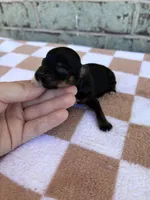 Hazel, a female Yorkshire Terrier for sale in Conroe, TX – Photo 4 of 7