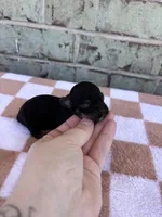 Hazel, a female Yorkshire Terrier for sale in Conroe, TX – Photo 5 of 7