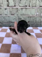 Hazel, a female Yorkshire Terrier for sale in Conroe, TX – Photo 2 of 7