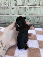 Hazel, a female Yorkshire Terrier for sale in Conroe, TX – Photo 7 of 7