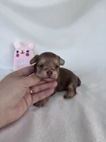 Hailey, a female Yorkshire Terrier for sale in Austin, TX – 7 of 7