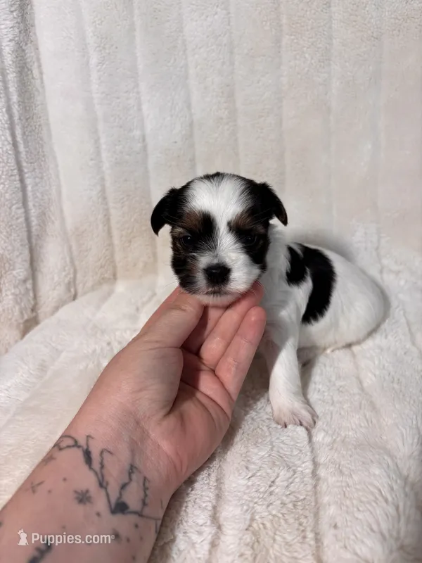 AKC Max  – Yorkshire Terrier puppy for sale in Spring, TX