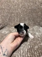 APRI Peter, a male Yorkshire Terrier for sale in Spring, TX – 2 of 4