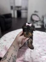 Holly, a female Yorkshire Terrier for sale in Houston, TX – 7 of 7