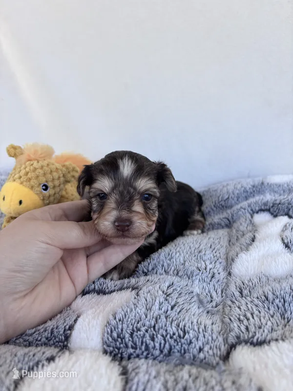 Cooper  – Yorkshire Terrier puppy for sale in Austin, TX