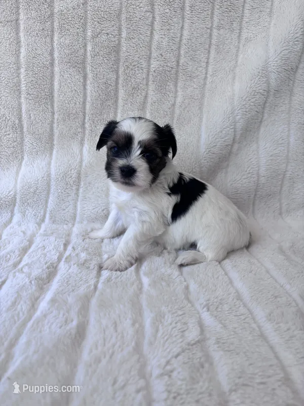 AKC Max  – Yorkshire Terrier puppy for sale in Dallas, TX