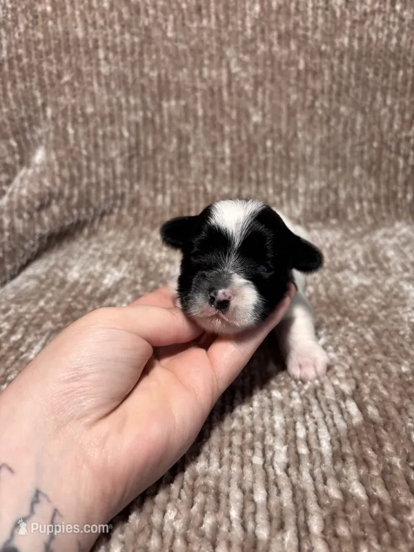 APRI Peter – Yorkshire Terrier puppy for sale in Spring, TX