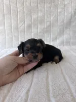 CKC Holden, a male Yorkshire Terrier for sale in Oklahoma City, OK – 3 of 6