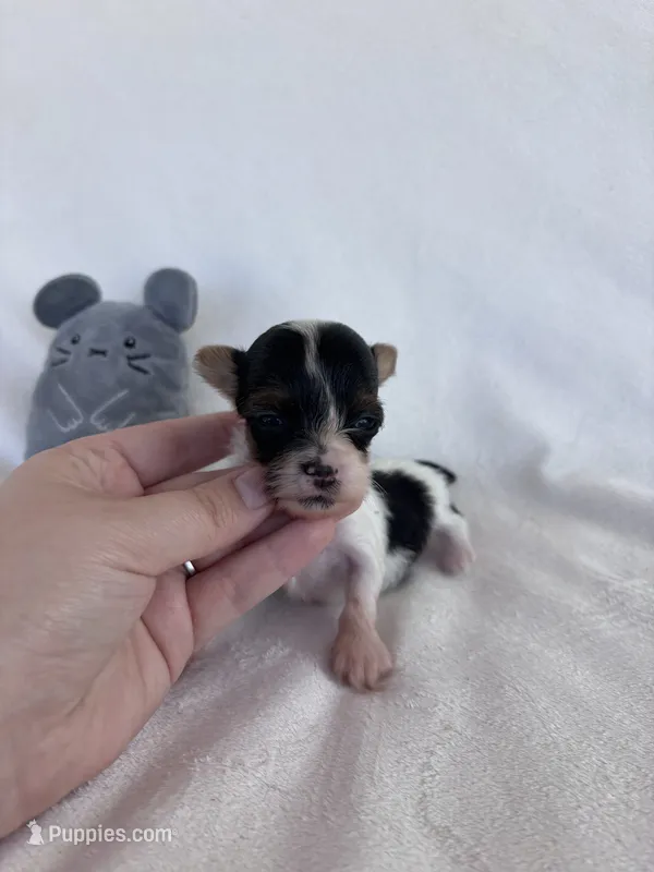 Tiny – Yorkshire Terrier puppy for sale in Austin, TX