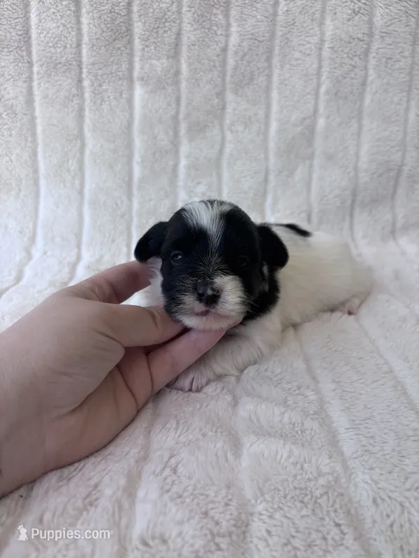 APRI Peter – Yorkshire Terrier puppy for sale in Dallas, TX