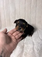 CKC Holden, a male Yorkshire Terrier for sale in Spring, TX – 3 of 5