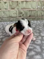 Maple, a female Yorkshire Terrier for sale in Dallas, TX – Photo 3 of 8