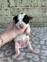 Maple, a female Yorkshire Terrier for sale in Dallas, TX – Photo 2 of 8