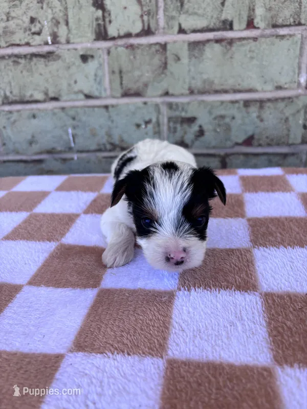 Maple – Yorkshire Terrier puppy for sale in Dallas, TX