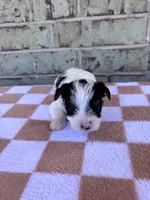 Maple, a female Yorkshire Terrier for sale in Tulsa, OK – Photo 1 of 7