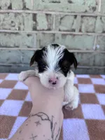 Maple, a female Yorkshire Terrier for sale in Tulsa, OK – Photo 3 of 7