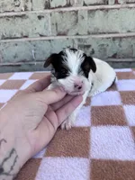 Maple, a female Yorkshire Terrier for sale in Tulsa, OK – Photo 4 of 7