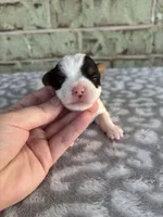 Maple, a female Yorkshire Terrier for sale in Dallas, TX – Photo 4 of 8