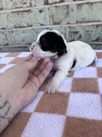 Maple, a female Yorkshire Terrier for sale in Tulsa, OK – Photo 5 of 7