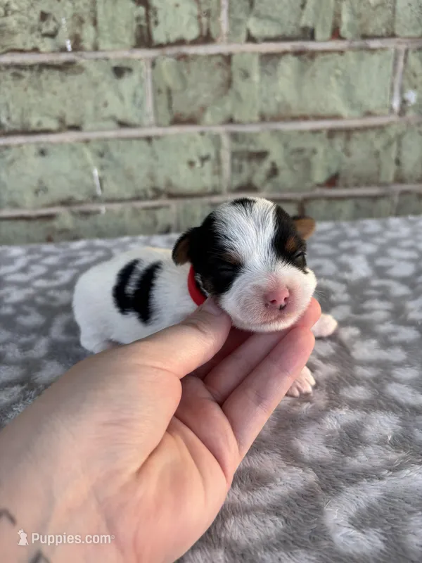 Maple – Yorkshire Terrier puppy for sale in Dallas, TX
