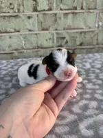 Maple, a female Yorkshire Terrier for sale in Dallas, TX – Photo 1 of 8