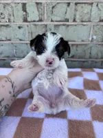 Maple, a female Yorkshire Terrier for sale in Tulsa, OK – Photo 7 of 7