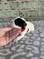 Maple, a female Yorkshire Terrier for sale in Dallas, TX – Photo 6 of 8