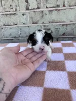 Maple, a female Yorkshire Terrier for sale in Tulsa, OK – Photo 6 of 7