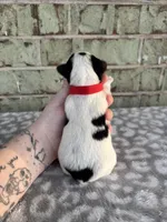 Maple, a female Yorkshire Terrier for sale in Dallas, TX – Photo 7 of 8