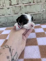 Maple, a female Yorkshire Terrier for sale in Tulsa, OK – Photo 2 of 7