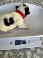 Maple, a female Yorkshire Terrier for sale in Dallas, TX – Photo 8 of 8