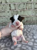 Maple, a female Yorkshire Terrier for sale in Dallas, TX – Photo 5 of 8