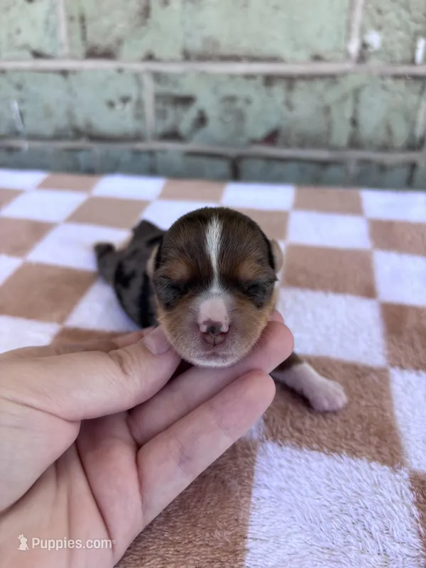 Hannah – Yorkshire Terrier puppy for sale in Conroe, TX