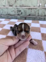 Hannah, a female Yorkshire Terrier for sale in Conroe, TX – Photo 1 of 5