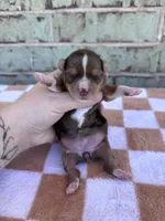 Hannah, a female Yorkshire Terrier for sale in Conroe, TX – Photo 4 of 5