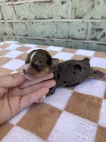 Hannah, a female Yorkshire Terrier for sale in Conroe, TX – Photo 3 of 5