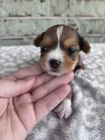 APRI Hannah, a female Yorkshire Terrier for sale in Oklahoma City, OK – Photo 3 of 6