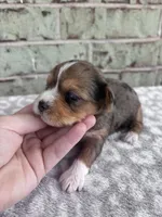 APRI Hannah, a female Yorkshire Terrier for sale in Oklahoma City, OK – Photo 5 of 6