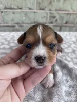 APRI Hannah, a female Yorkshire Terrier for sale in Oklahoma City, OK – Photo 1 of 6