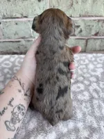 APRI Hannah, a female Yorkshire Terrier for sale in Oklahoma City, OK – Photo 6 of 6