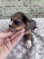 APRI Hannah, a female Yorkshire Terrier for sale in Oklahoma City, OK – Photo 4 of 6